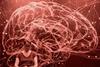 brain