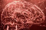 brain