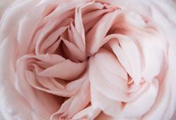 poppie-pack-jAVlGc_mUW4-unsplash