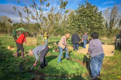 Community garden 3