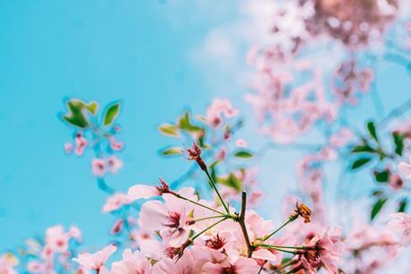 blossom
