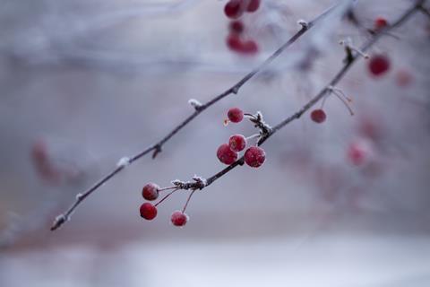 pp3_Dec2022_Reflection&Prayer_pexels-freestocksorg-801896